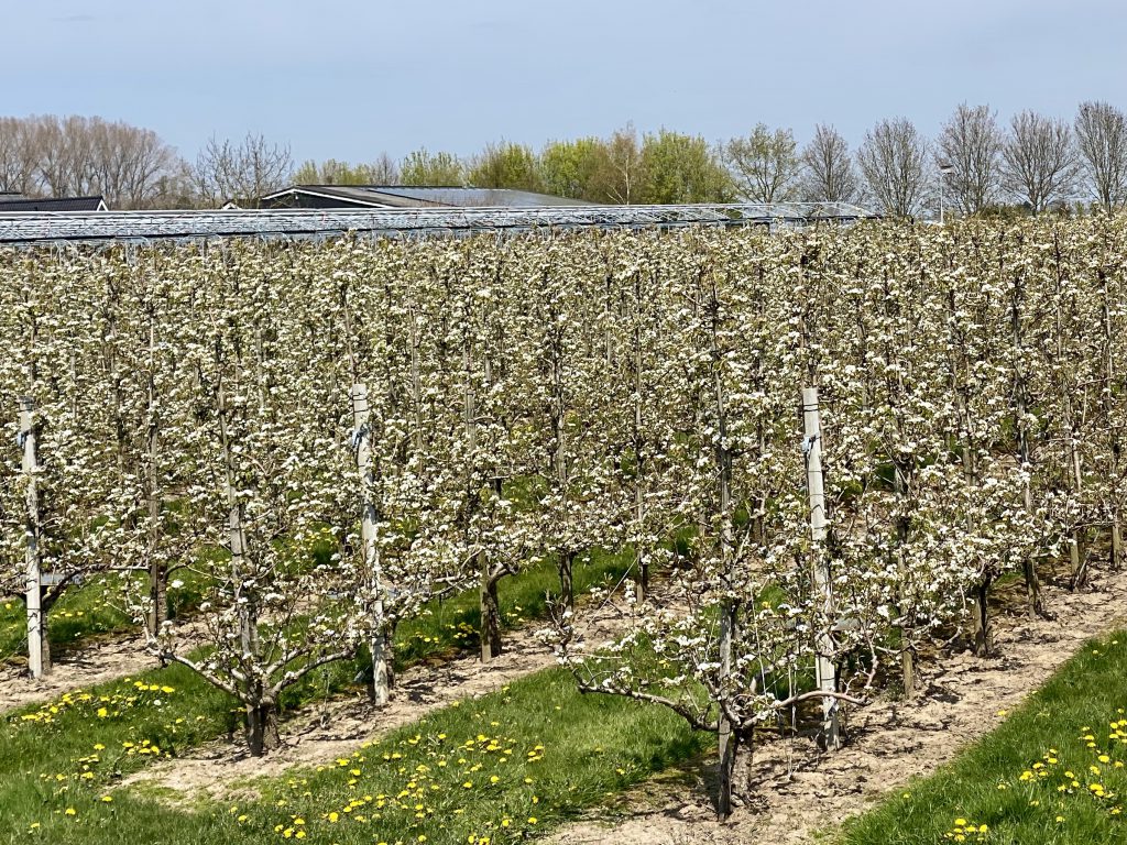 Bloeiende fruitbomen in de Betuwe