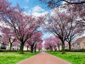 De mooiste kersenbloesem in Helmond vind je aan de Middenloop in Brouwhuis