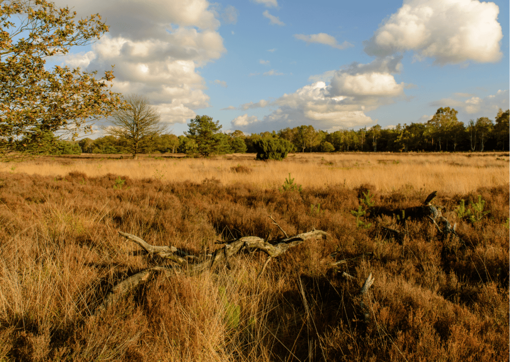 Weekendje weg naar de Veluwe met hond