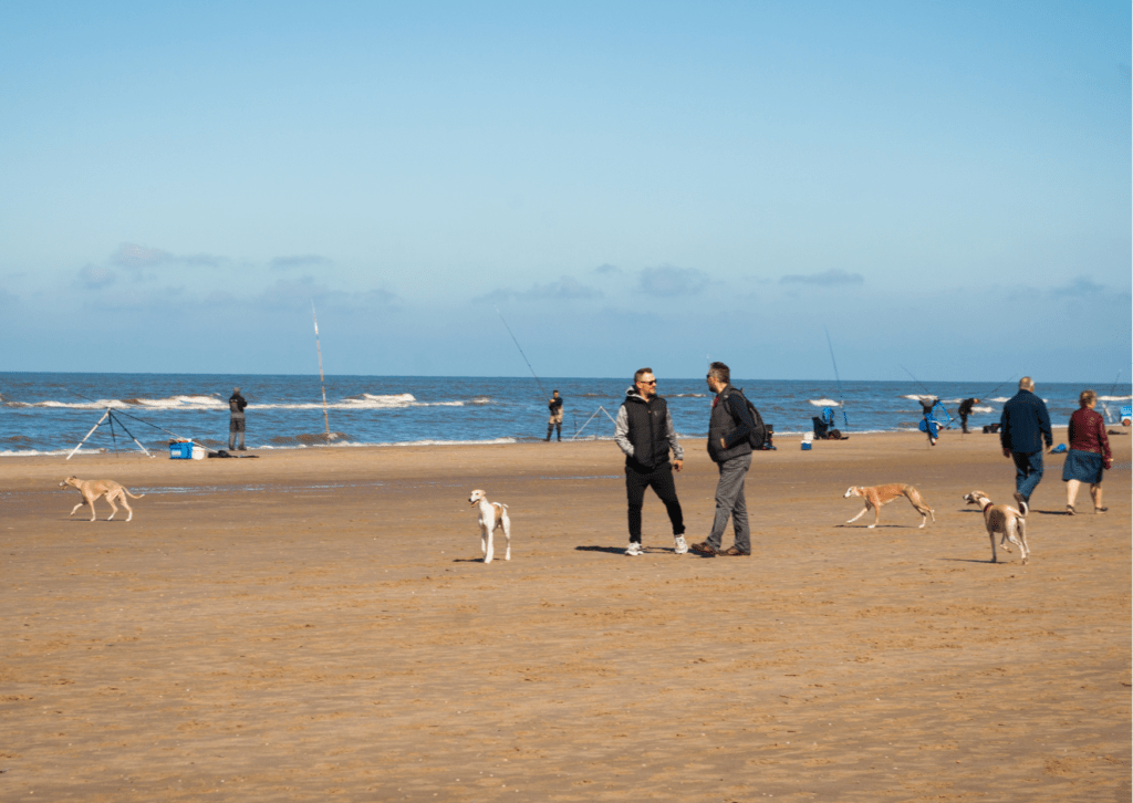 Hondvriendelijke hotels in Nederland aan zee