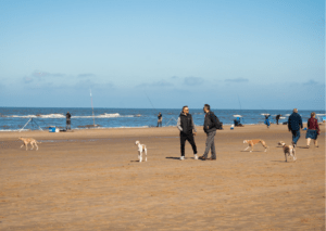 Hotel aan strand met hond naar zee