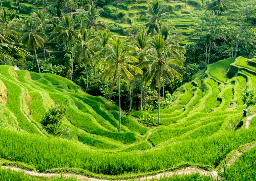 Rijstvelden Tegellalang Bali