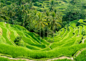Rijstvelden Tegellalang Bali