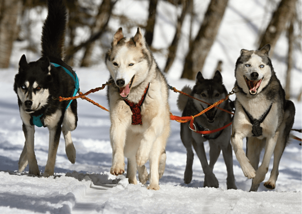 Een van de leukste winterse activiteiten in Nederland: een huskysafari.