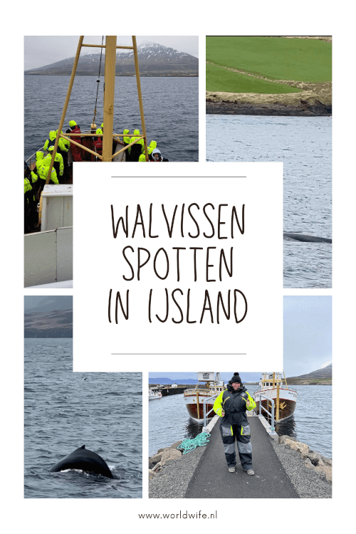Een van de leukste dingen om te doen in IJsland: walvissen spotten.