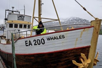 Walvissen in IJsland: de beste tijd en de beste plek.