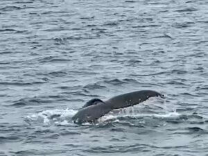 Doen in het noorden van IJsland: een walvissafari met Whale Watching Hauganes.