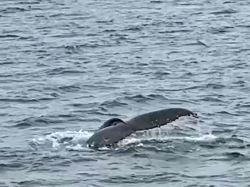 Doen in het noorden van IJsland: een walvissafari met Whale Watching Hauganes.