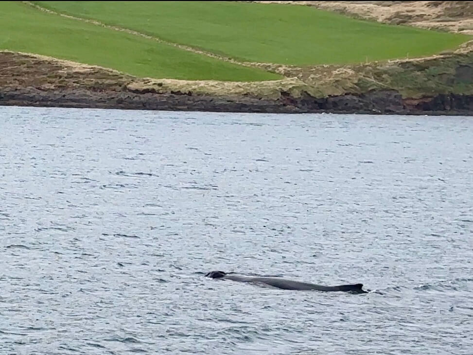 Bultrug walvis in IJsland.