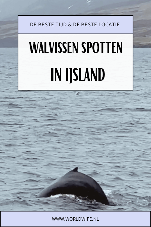 De beste locatie en tijd om walvissen te spotten in IJsland. #walvistour #walvissafari