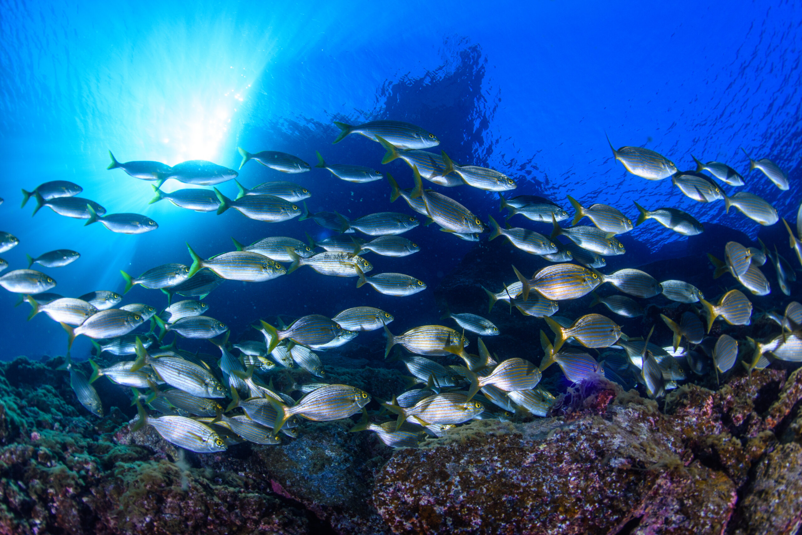 Radazul, een van de beste snorkelspots op Tenerife.