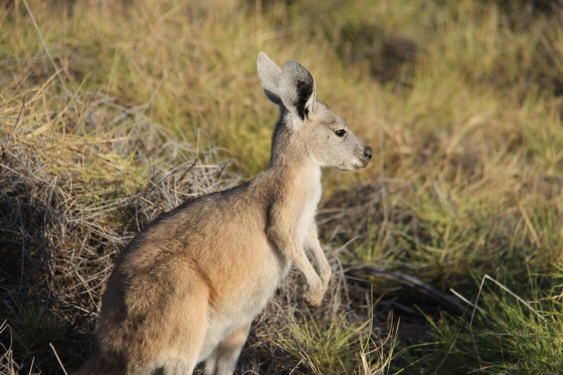 Kangoeroes in Cape Range NP, Exmouth, West-Australië.