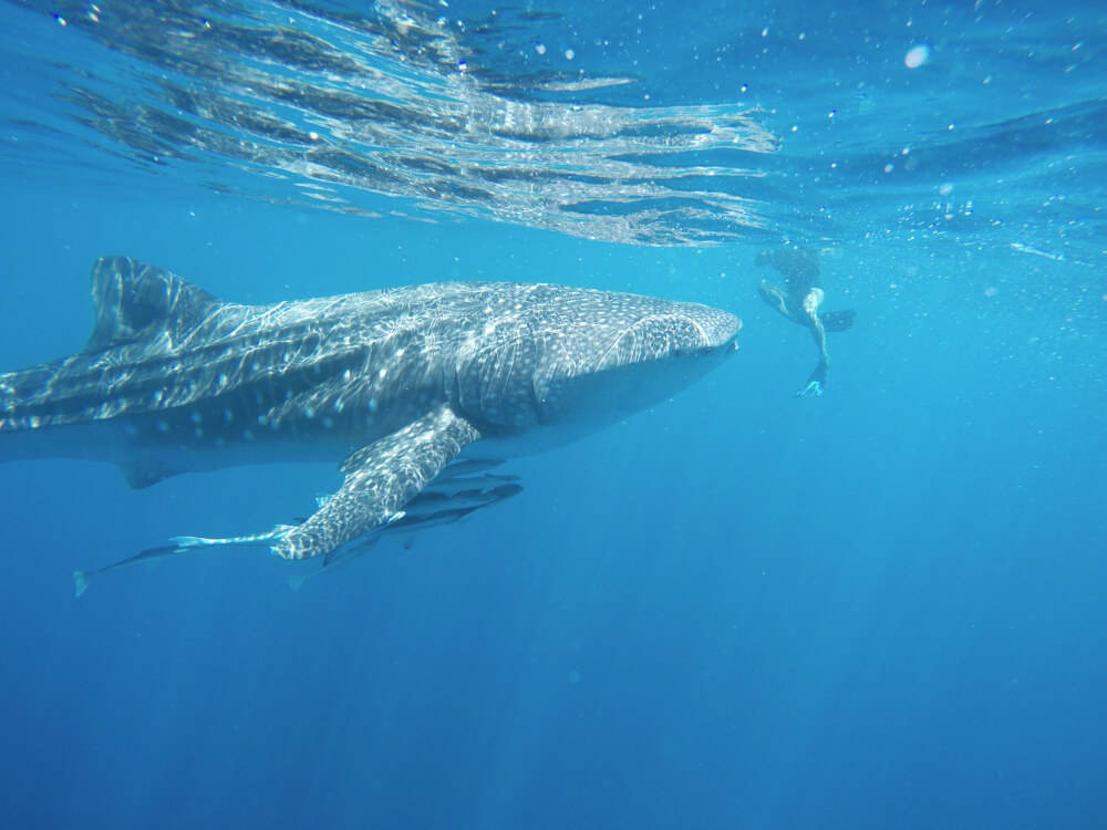 Waar kun je zwemmen met walvishaaien in Australië?
