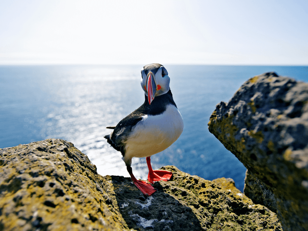 De beste plek om puffins te zien op de Westmaneilanden is Storhofdi.