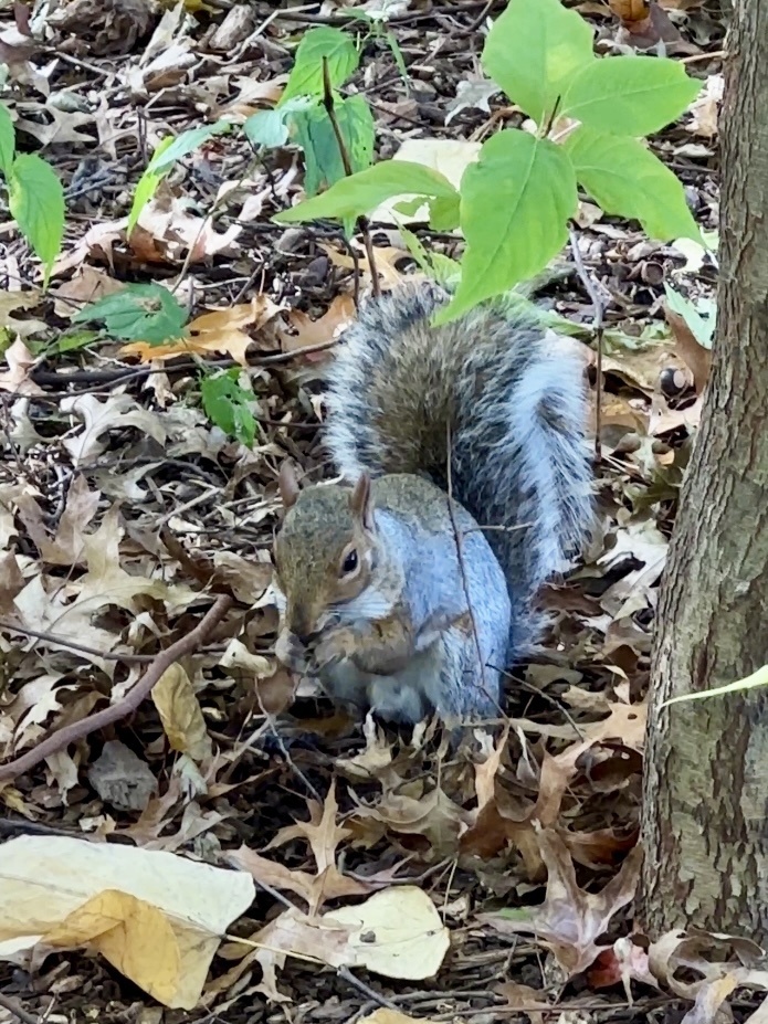 Eekhoorn in Central Park.