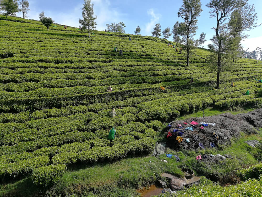 Ontdek de theeplantages in Sri Lanka met een tuk tuk.