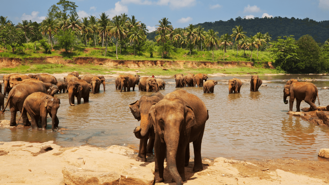 Olifanten zien tijdens een safari in Sri Lanka.
