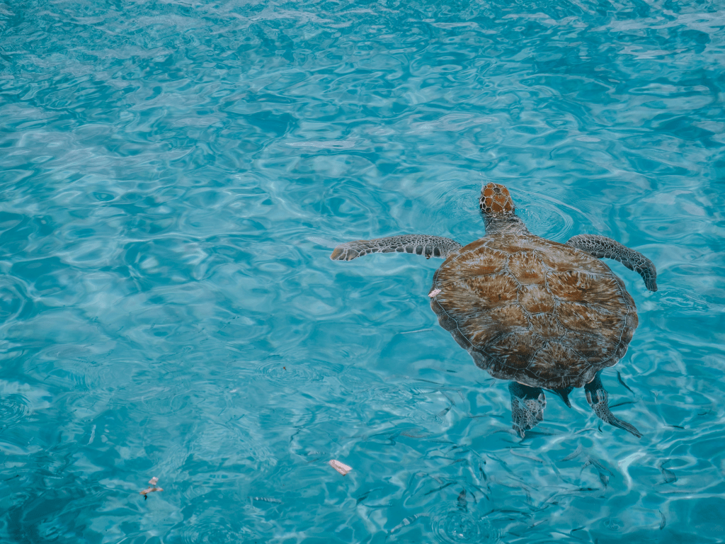 Playa Porto Marie op Curacao is een van de stranden waar je kunt snorkelen met schildpadden.