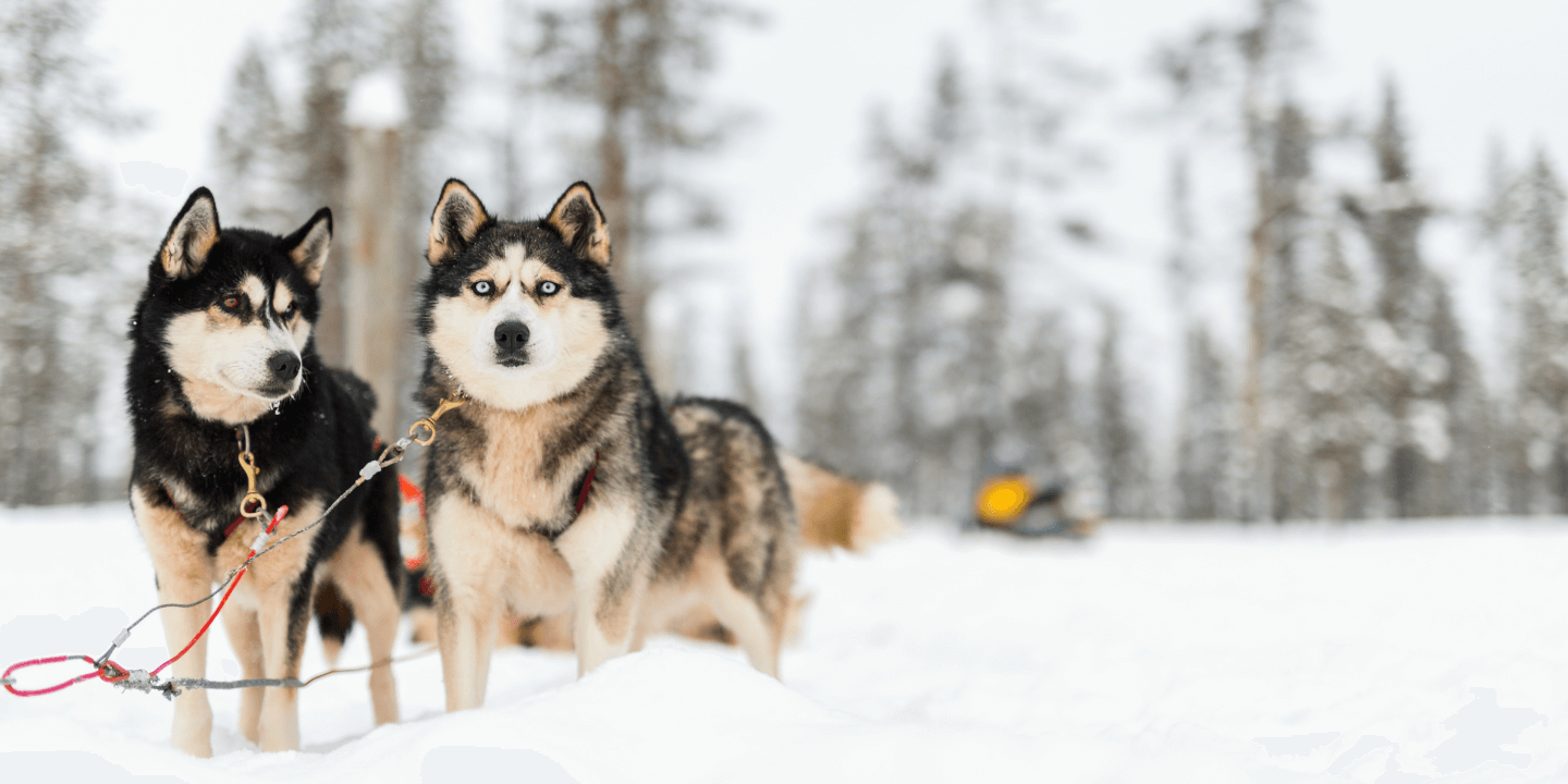 Een van de leukste activiteiten om te doen in Lapland is het maken van een huskytocht.