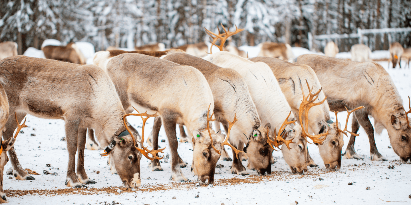 Doen in Lapland: een rendierboerderij bezoeken.