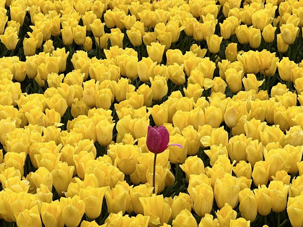 Bollenvelden op Goeree-Overflakkee: tulpen zonder toeristen.