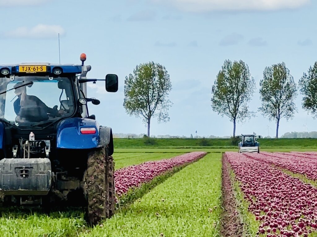 Route langs de mooiste tulpenvelden op Goeree Overflakkee. Voor de auto of de fiets.