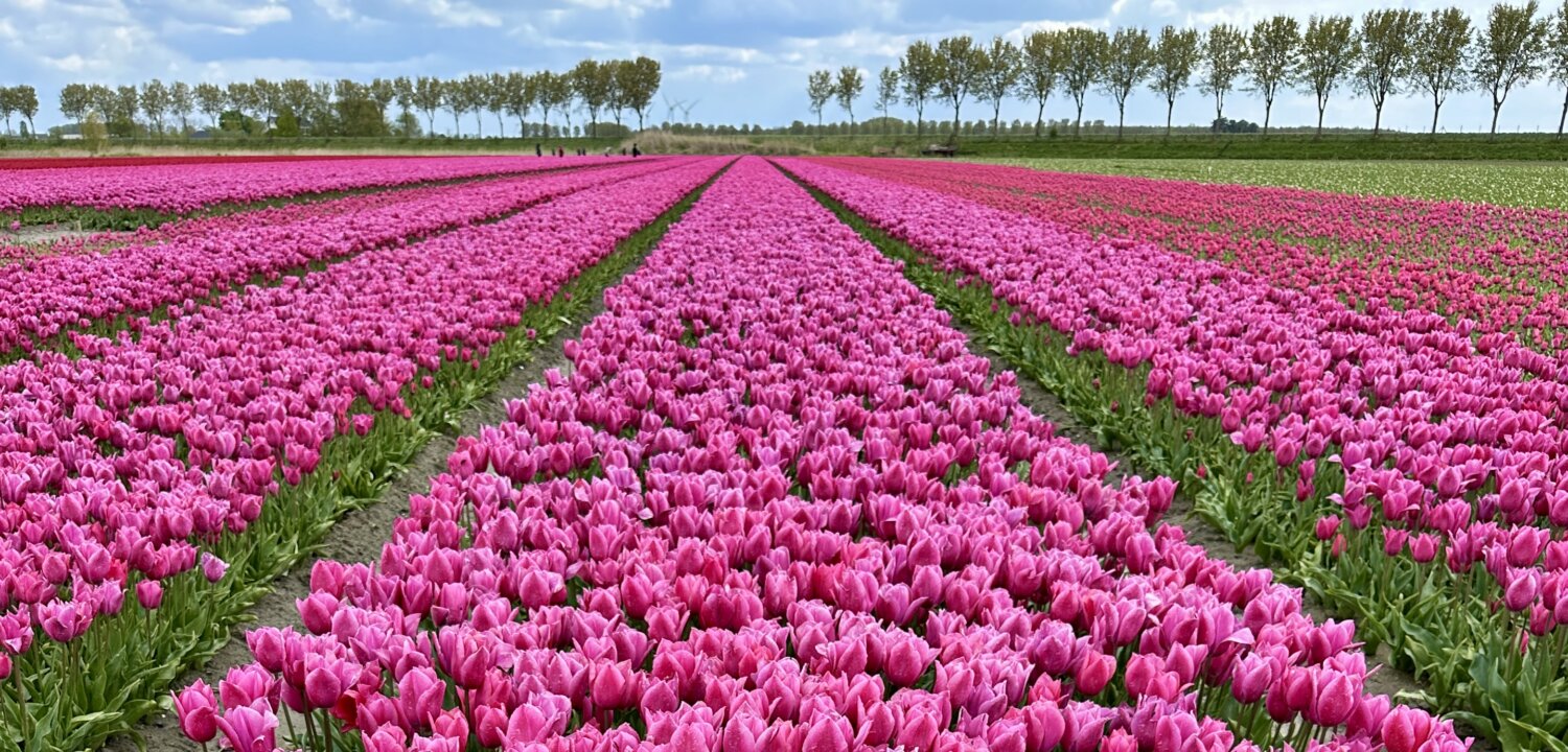 Tulpenroute Goeree-Overflakkee met de auto langs de mooiste tulpenvelden in Zuid-Holland.