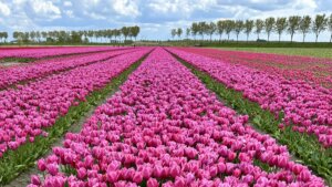 Tulpenroute Goeree-Overflakkee met de auto langs de mooiste tulpenvelden in Zuid-Holland.