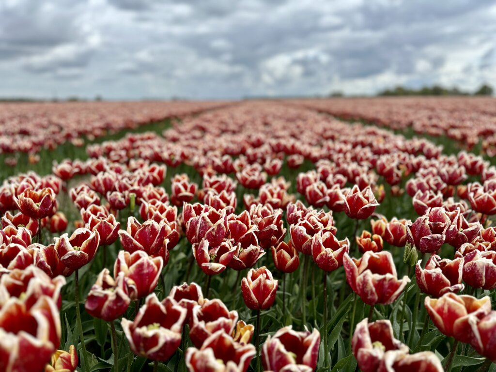 Tulpenroute Goeree-Overflakkee met locaties op de kaart.