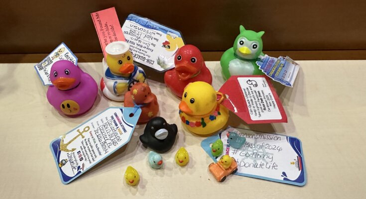 Alles wat je wilt weten over cruise ducks.